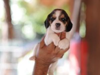 Erkek ve dişi Elizabeth beagle minnoşlar
