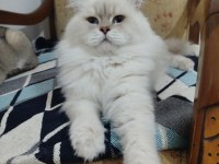 British Longhair Erkek Yavru