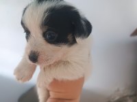 Terrier 30 günlük yavrularımız