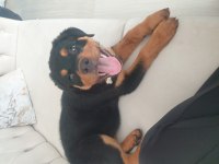 A kalite rottweiler uyguna yeni yuvasını bekliyor