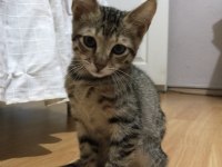 3 aylık dişi kedimize ömürlük yuva arıyoruz
