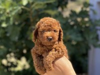 Renk renk poodle bebekler
