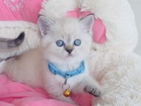 A kalite maviş point british shorthair bebekleirm 