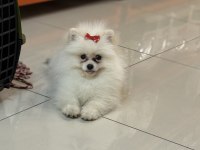 Beyaz küçük kalan POMERYAN boo