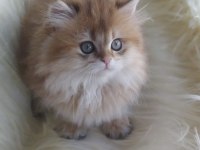 SAFKAN British Longhair ny11 Erkek