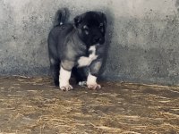 Satılık orjinal kangal yavruları