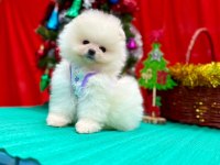 Safkan Pomeranian Boo Yavrularımız