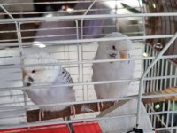 Albino yavru muhabbet kuşu