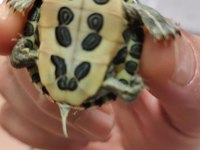 ..GERÇEK SU KAPLUMBAĞALAR (GARANTİLİ)