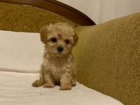 Apricot poodle yavrularımız