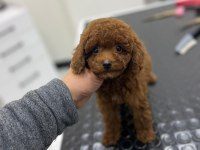 Kore Kan Orjinal Toy Poodle Erkek