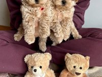 F2 MALTİPOO YAVRULARI
