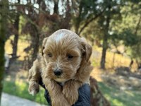 En kaliteli maltipoo yavruları