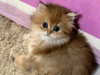 Safkan (Wcf Kayıtlı) Golden British Longhair Yavrular