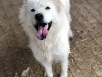 Ankara içi Samoyed bu bebeğe çok acil yuva