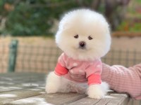 Pomeranian boo