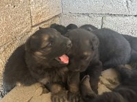 Kısa Ve Uzun Tüy Maskeli Alman Çoban Köpeği Yavrular