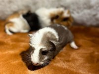 Yavru ginepigler burada