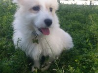 Maltese terrier 1 yaşında