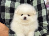 2 aylık pomeranian köpek