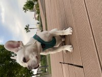 5 allık erkek french bulldog