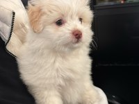 3 AYLIK POODLE