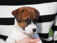 FCI-KIF Uluslararası Şecereli Jack Russell Yavrular (smooth)