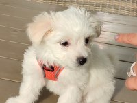 Maltese Terrier 3 Aylık