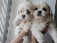 Terrier maltese bebekler