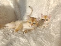British shorthair golden yavrular