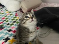 3 aylık dişi tekir kedimiz
