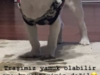 Pekinez 4 yaşında