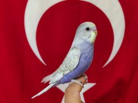 Ev Üretimi Yeni Yeme Düşmüş Bebek Muhabbetler