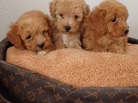 MALTİPOO YAVRU