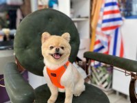 Pomeranian Boo dişi için uygun erkek aranıyor