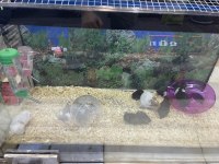 Yavru ve yetişkin hamster