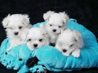 MALTESE TERRİER YAVRUMUZ