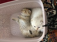 Antalya içi scottish fold sahiplendirme