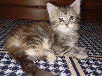 Rus kanı maine coon yavrular