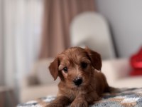 Minik Maltipoo