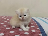 Beyaz Gold Chinchilla Yavrularımız