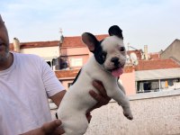 French Bulldog yavrularımız ırk garantilidir
