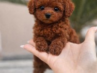 Orijinal Toy Poodle Yavruları