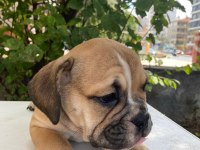 İngiliz bulldog safkan yavrular dişi erkek mevcut