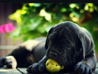Asil Cane Corso Yavrular