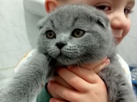 Erkek scottish fold miniğimiz