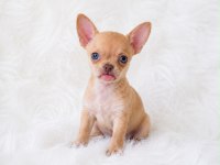 WC eğitimli cep boy chihuahua