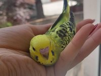 ÖĞRETMENDEN EVDE BESLENEN YAVRU MUHABBET KUŞLARI