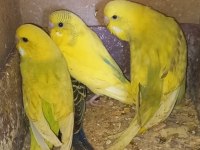 Muhabbet kuşları yavru ve damızlık çiftler