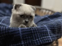 4 aylık cins scottish fold blue point kedim